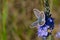 A butterfly sits on a blue flower. The background is blurred. Free space for text or image
