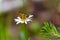 butterfly sits on a camomile flower