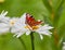 The butterfly sits on a camomile flower. while sucking honey from the flower princess