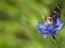 A butterfly sits on a cornflower close-up. Nature background