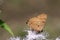 Butterfly sits on flower collecting necter