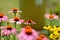 Butterfly sits on a flower in the garden