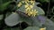 A butterfly sits on a leaf