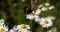 Butterfly sits on medicinal chamomile flower