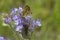 A butterfly sits on a Phacelia plant, also called bee pasture