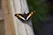 A butterfly sits on the railing against the backdrop of a waterfall. Puerto Iguazu, Argentina