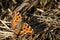 Butterfly sits on spreading grass summer time