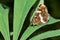 A butterfly sits on a wide leaf of a green plant, a beautiful insect in a natural environment, abstract background