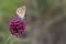 Butterfly sits on a wild onion flower