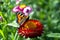 A butterfly sitting on the chrysanthemum flower