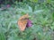 Butterfly sitting on clover flower revealing mottled wings