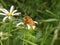 Butterfly sitting on a daisy