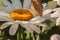 Butterfly sitting on flower blooming chamomile close up Matricaria medical herb meadow field in sunny light as summer backdrop