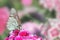 Butterfly sitting on flower carnation