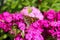 Butterfly sitting on flower Phlox