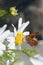 Butterfly sitting on a flower. Shot taken near Salo Finland during summer time