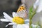 Butterfly sitting on a flower. Shot taken near Salo Finland during summer time