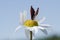 Butterfly sitting on a flower. Shot taken near Salo Finland during summer time