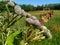 Butterfly sitting on a flower of Thistle. On the plant there are small black insects aphids. On the background of green fields and