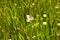 Butterfly sitting on the grass in a meadow.