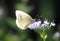 Butterfly sitting on a grey twig