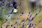 Butterfly sitting on growing lavender. Cabbage white