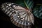 a butterfly is sitting on a leaf. Generative Ai
