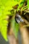 Butterfly sitting on leaf. Great Mormon from detail closeup view