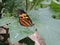 Butterfly sitting on a leaf, laying eggs.