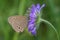 The butterfly is sitting on a lilac flower. Green background.