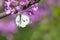 Butterfly sitting on pink blossoming of tree