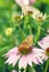 Butterfly sitting on pink echinacea flower