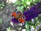 Butterfly sitting on a purple flower