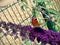 Butterfly sitting on a purple flower