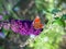 Butterfly sitting on a purple flower