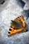 Butterfly sitting on the rock