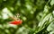 Butterfly sitting on vivid red tropical flower