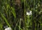 Butterfly sitting on a yarrow plant 3