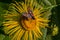 Butterfly six-spot burnet (Zygaena filipendulae) on a flower Elecampane