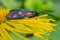 Butterfly six-spot burnet (Zygaena filipendulae) on a flower Elecampane