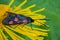 Butterfly six-spot burnet (Zygaena filipendulae) on a flower Elecampane