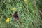 Butterfly, small blue Cupido minimus in a summer meadow.