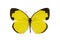 Butterfly, Small Grass-yellow, Eurema smilax