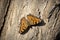 Butterfly - Small Tortoiseshell Aglais urticae on three in nature