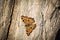 Butterfly - Small Tortoiseshell Aglais urticae on three in nature