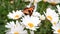 Butterfly small tortoiseshell on marguerite flower