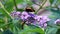 Butterfly small tortoiseshell on purple lilac flower