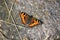 A butterfly, small tortoiseshell, sitting on a warm stone.