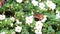 Butterfly small tortoiseshell on white bacota flower