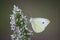 Butterfly - small white butterfly on flower